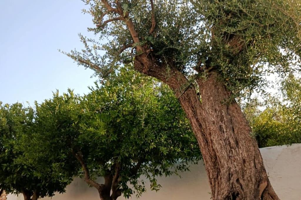 Hébergement de vacances A Casa Do Barqueiro- Alentejo Pedrogao (Baixo Alentejo)